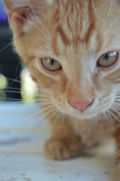 Kattunge-liv – bilde 2