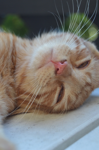 Kattunge-liv – bilde 3