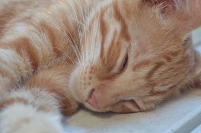 Kattunge-liv – bilde 4