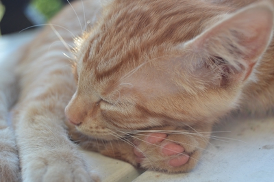 Kattunge-liv – bilde 5