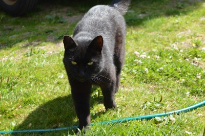 Kattunge-liv – bilde 9