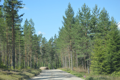 Helg på Finnskogen :) Mest i bilder – bilde 1
